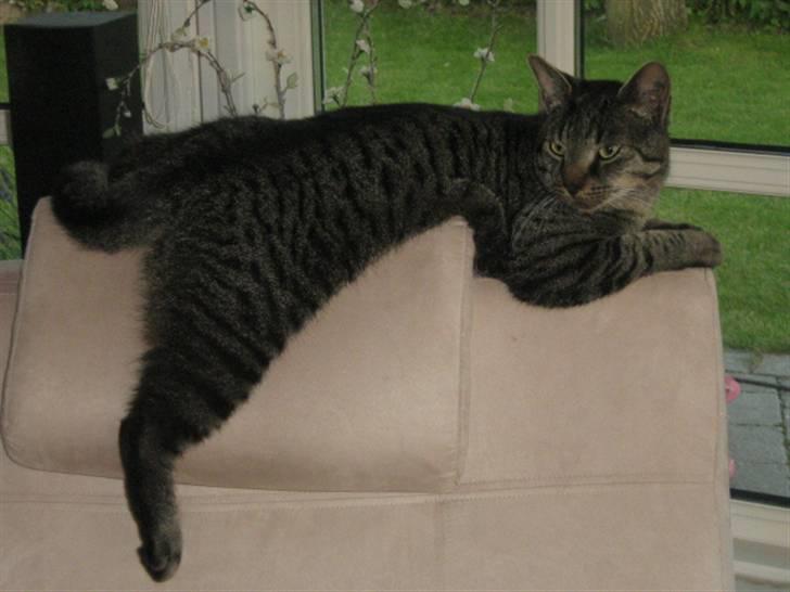 Blanding af racer Simba - Hva hørte jeg i snakkede om mig ? :D billede 1