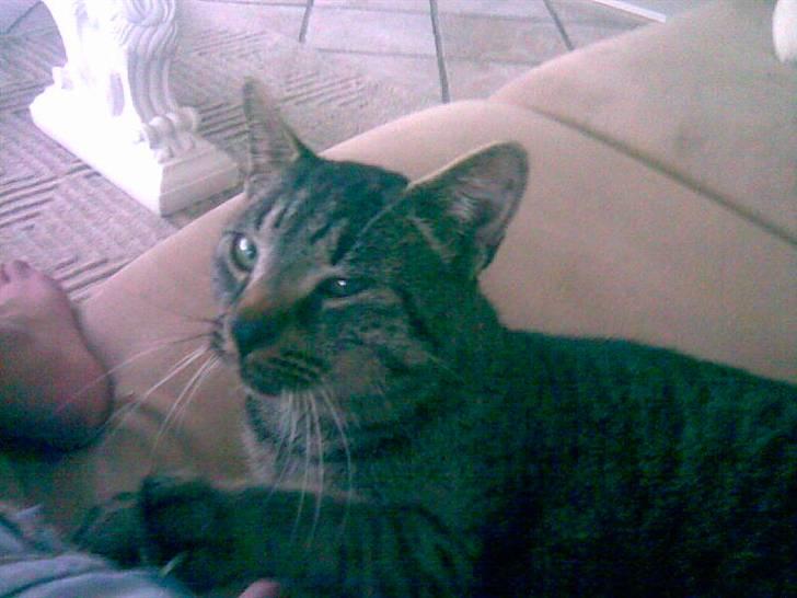 Blanding af racer Simba - Det var da vi næsten li havde fået ham  billede 2