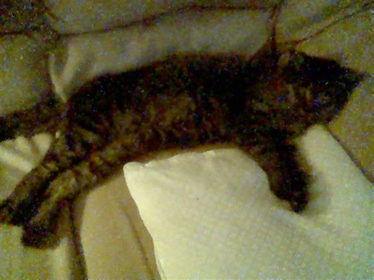 Blanding af racer Simba - Simba ligger & putter efter en tur hos dyrlægen  billede 3