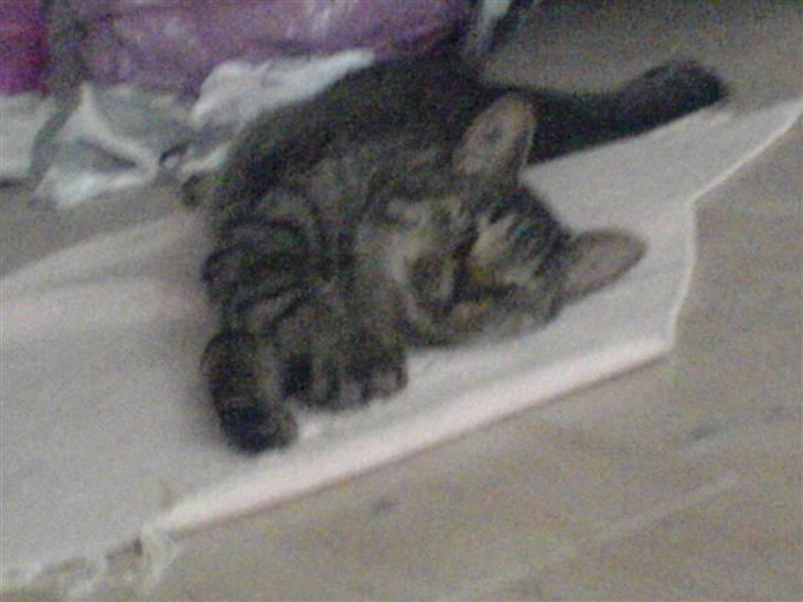 Blanding af racer Simba - Årh det er simpelthen livet det her ... billede 4