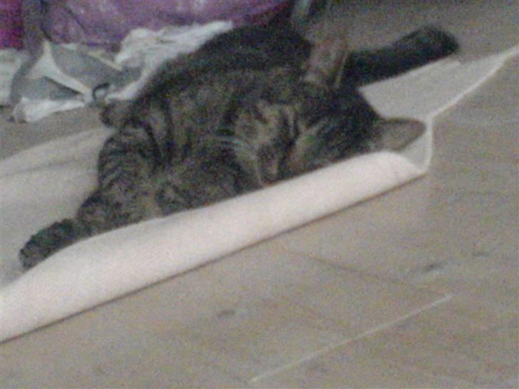 Blanding af racer Simba - Årh er jeg ikke sød (: billede 5