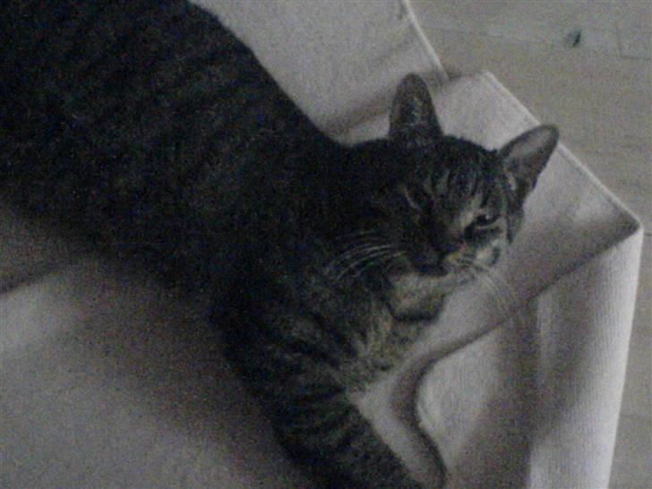 Blanding af racer Simba - Jeg kigger nu , ta det så :D billede 6