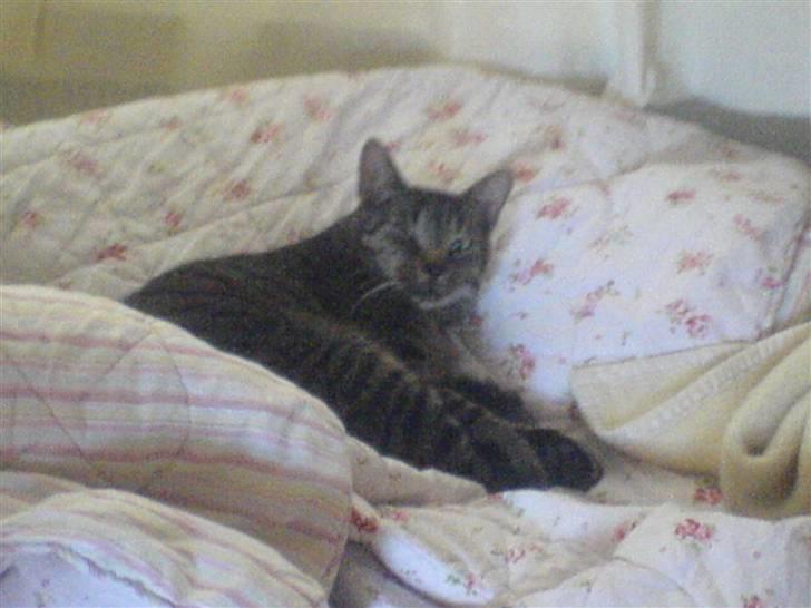 Blanding af racer Simba - Putte Putte Putte, Ku jeg få det bedre... billede 7