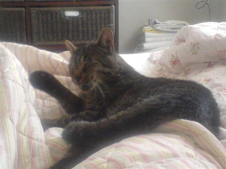 Blanding af racer Simba - Iha´ der er intet som at være nyvasket... billede 8