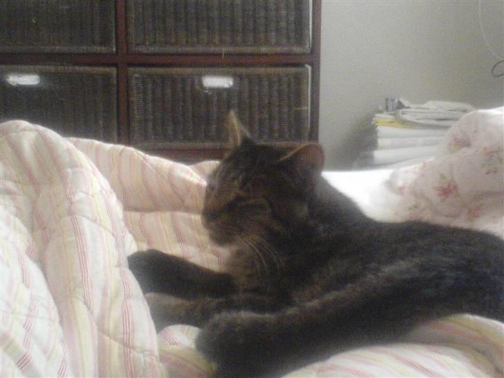 Blanding af racer Simba - Årh det er simpelthen livet det her ... billede 9