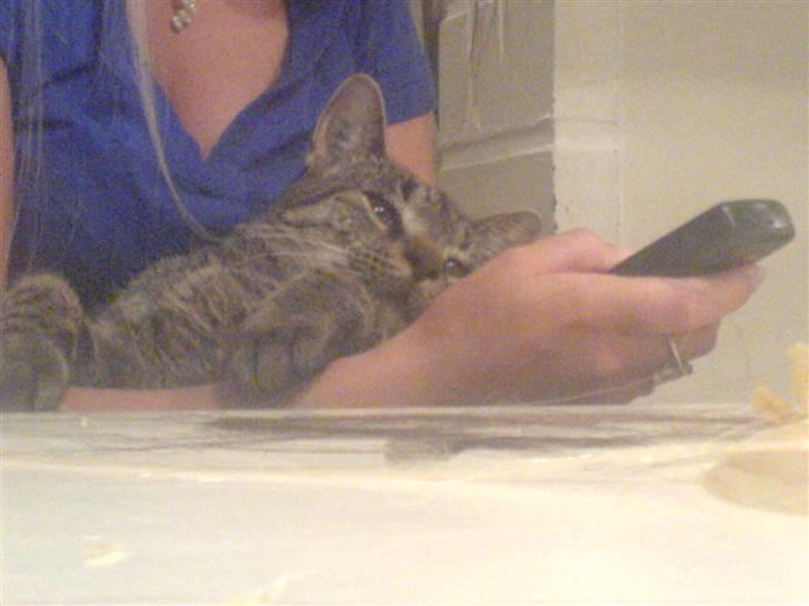 Blanding af racer Simba - Iha det ellers spændene det der ? :D billede 10