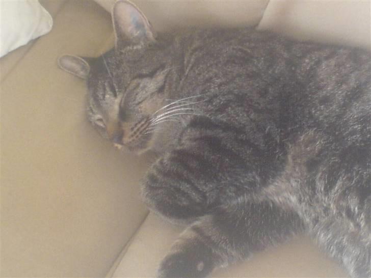 Blanding af racer Simba - Bare der ikke er nogen der ser mig nu :D billede 11