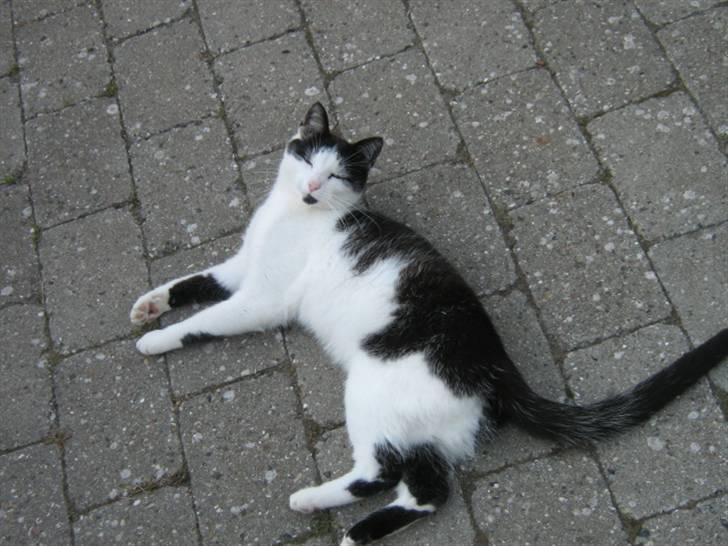 Huskat Smilla - Smilla hygger sig på en Varm sommerdag billede 1