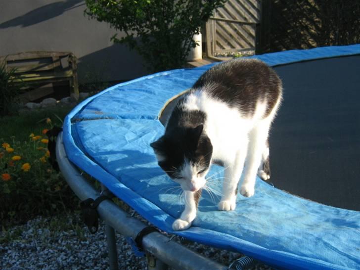 Huskat Smilla - Årh er det nu sikkert at være heroppe ? billede 2