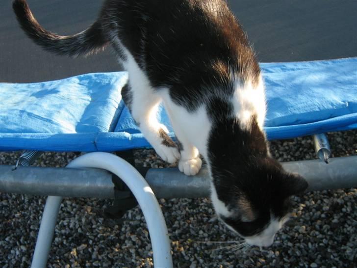 Huskat Smilla - Ejj vel ? tror jeg hopper ned ... billede 3