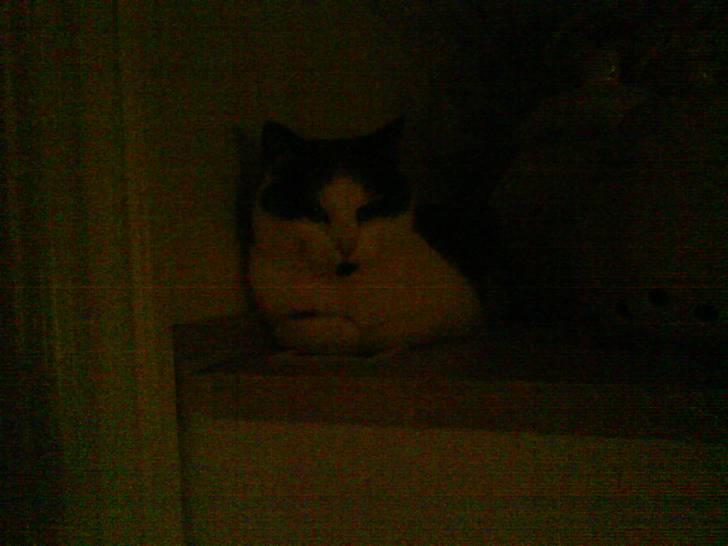 Huskat Smilla - Moar ? jeg ligger li og slapper af ... billede 4