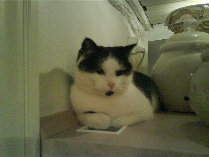 Huskat Smilla - Årh så ta da det billede.. billede 5