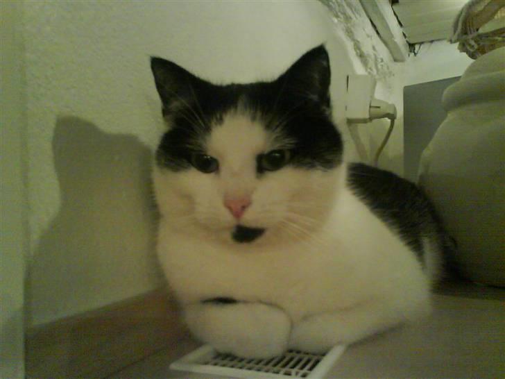 Huskat Smilla - Jeg kigger nu , ta det så :D billede 6