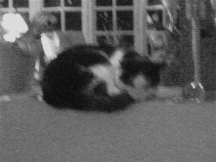 Huskat Smilla - Årh er jeg ikke sød (: billede 7