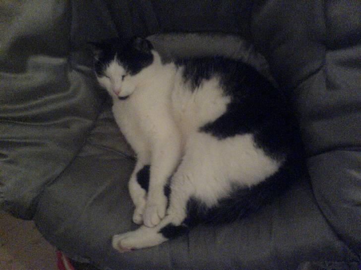 Huskat Smilla - Ih den her stol den putter man altså godt i (: billede 8