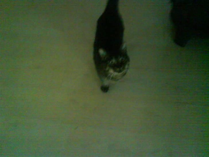 Blanding af racer Simba - Pas på jeg er en farlig tigermis :D billede 12