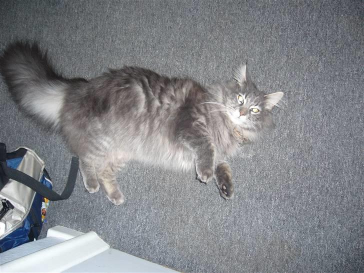 Maine Coon Jasmin - hun er da lækker ikk :-) billede 1