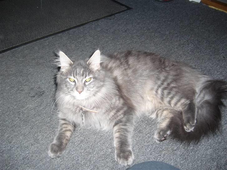 Maine Coon Jasmin billede 2