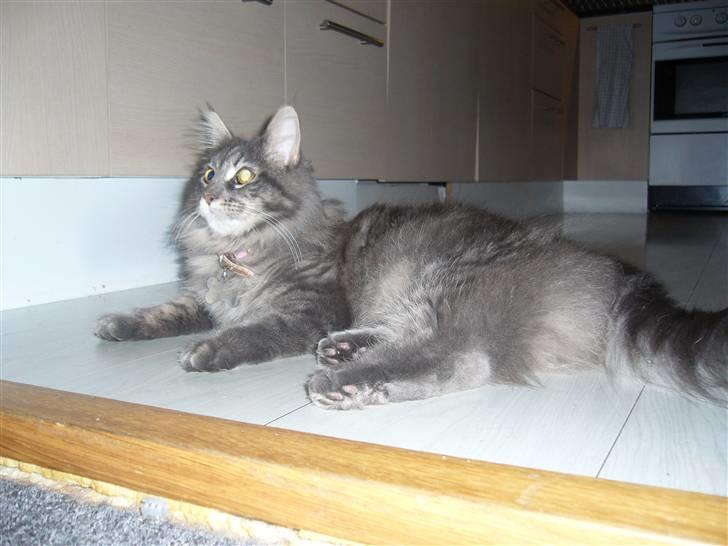 Maine Coon Jasmin billede 3