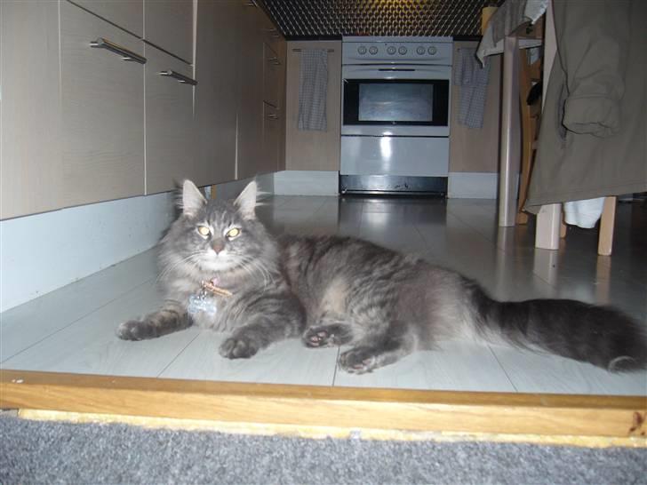 Maine Coon Jasmin billede 4