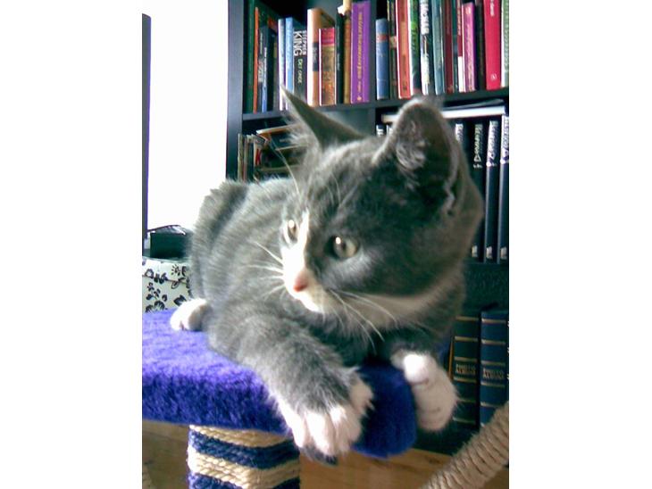 Huskat Miz Dolly <33 - Velkommen til Dolly´s profil <3 billede 1