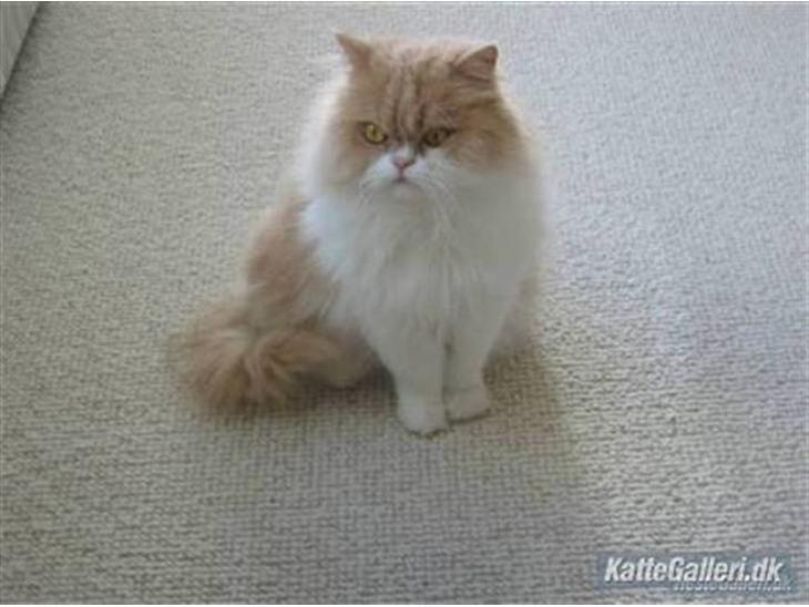 {{currentPhoto.altText}} billede {{currentPhoto.number}}