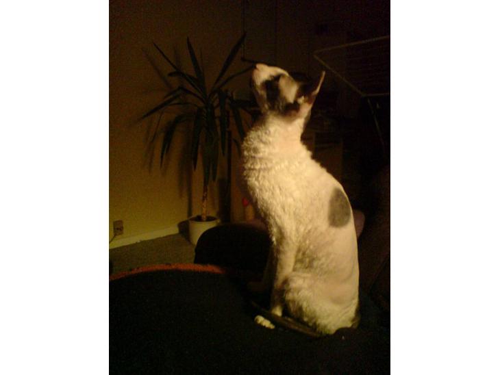 Cornish Rex Monty af Tokkeløkkehus DK - Velkommen til Monty af Tokkeløkkehus Dk´s profil  billede 1
