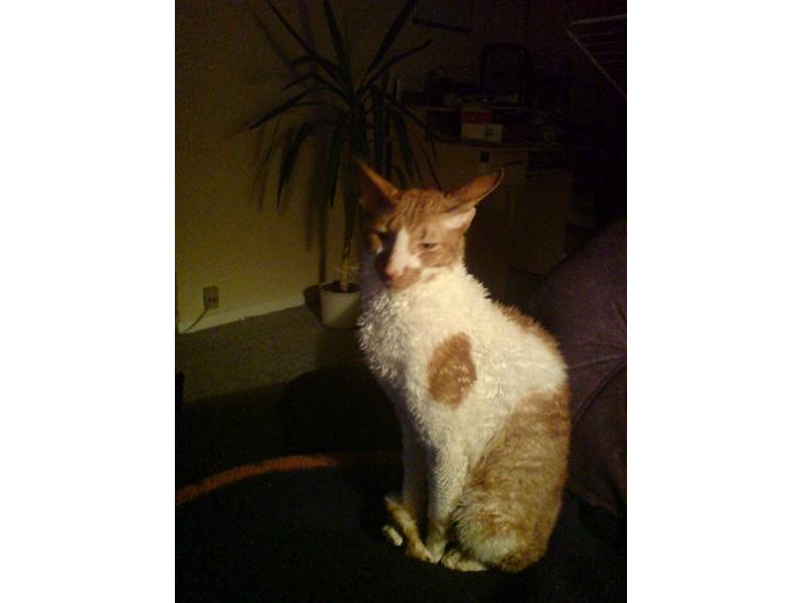 Cornish Rex S*s Charolais Årnst - Velkommen til S*Charolais Årnst´s profil. billede 1