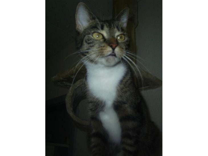 Huskat My Himmelkat ?? - My billede 1