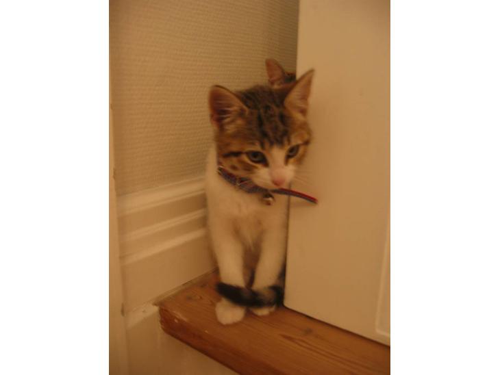 {{currentPhoto.altText}} billede {{currentPhoto.number}}