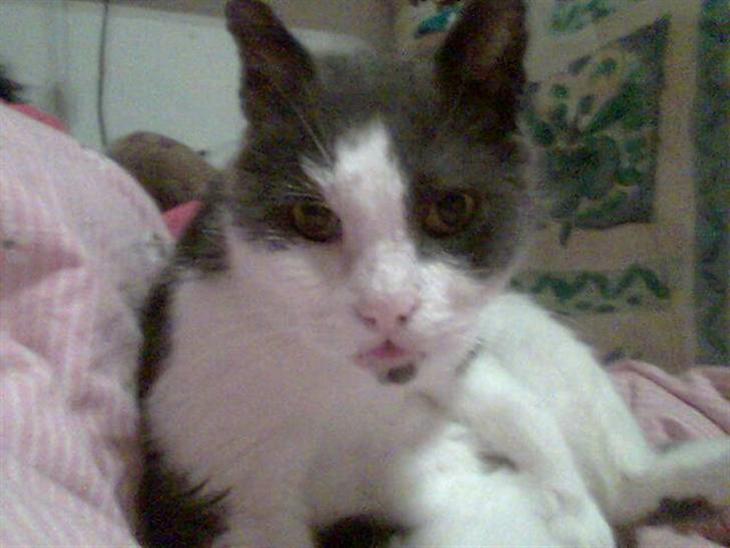 {{currentPhoto.altText}} billede {{currentPhoto.number}}