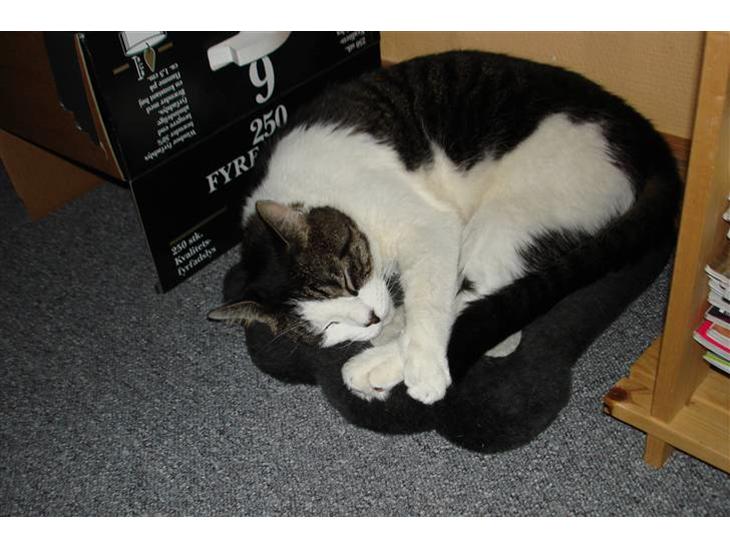 {{currentPhoto.altText}} billede {{currentPhoto.number}}