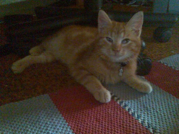 {{currentPhoto.altText}} billede {{currentPhoto.number}}