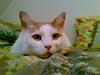 Huskat Ludvig R.I.P <3