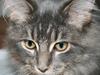 Maine Coon Willie