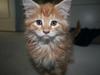 Maine Coon Mille