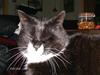 Huskat Mulle