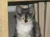 Maine Coon Daine coons Diva P