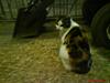 Huskat Babaloo