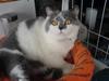British Shorthair DK Hentzel's Milli R.I.P.