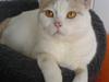 British Shorthair Dk Hentzel's Nuller 11 år
