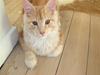Maine Coon thunderballs chippi chawa