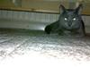 Blanding af racer Junior R.I.P min elskede [ Himmelkat]