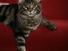 Maine Coon RW QGC MTNest Jackman