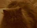 Perser Rufus