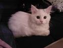Perser Laura - 2007-2011