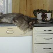 Maine Coon Bella R.I.P.