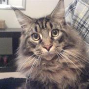 Maine Coon Samuel