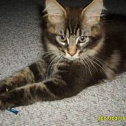 Maine Coon Samuel
