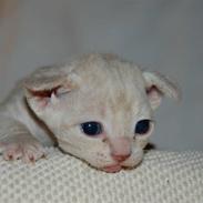 Devon Rex DK Crispus Luke SkyWalker